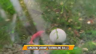 SunGrow Shrimp Tourmaline Balls [upl. by Arand]