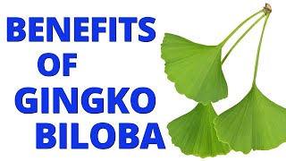 Ginkgo Biloba Benefits for Cognitive Health [upl. by Landmeier933]