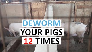 How Many Times to Deworm Pigs [upl. by Yeblehs448]