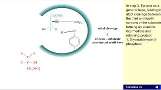 Aldolase mechanism [upl. by Wittie]