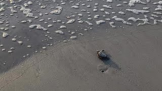 Go little rock star Loggerhead hatchling at Micklers Landing in Ponte Verdre Florida [upl. by Breena242]