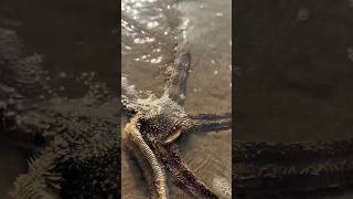 Starfish eating sand dollars 🤯 [upl. by Perloff]