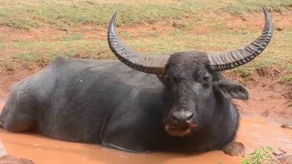 Giant Wild water buffalo  WILD BUFFALO in Yala National park [upl. by Imas]