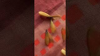 firefly bugs insect alitaptap beetle tropical larvae philippines shorts subscribe like❤️ [upl. by Jaquelin]