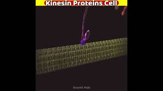 Kinesin Protein Cell in body walking  3D animation [upl. by Iran]