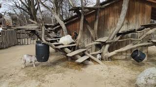 Ziegen Tiergarten Zoo Schönbrunn Wien Österreich Gehege Anlage Hausziege Ziege Zicklein Geiß Bock [upl. by Lowenstein]