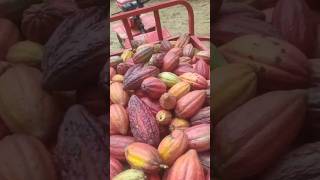 cacau foryou viralvideo vidanaroca viralshort cacao roça plantaçao colheita [upl. by Elke]