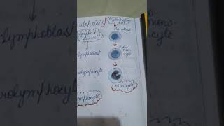 Formation of Lymphocytes and Monocytes physiology wbc leucopoisis [upl. by Anazus]