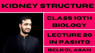 Structure of Kidney Explained By Basharat Ali Lectures Class 9th Biology In Pashto  Lecture 20th [upl. by Yanaton]