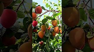 Persimmon Hachiya Tree plants fruitnature persimmonhorticulturetreeplanting [upl. by Amikay704]