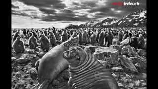 A Genesis de Sebastião Salgado [upl. by Cornela]