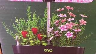 QYO Hydroponics Growing System [upl. by Ahsurej]