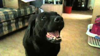 My black labrador barking at me [upl. by Varden]