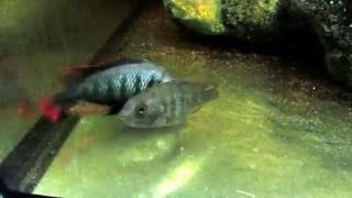 haplochromis sp 44 red fin spawning [upl. by Triley771]