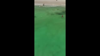 Australian Beach Closed After 8Foot Shark Spotted [upl. by Caddric639]