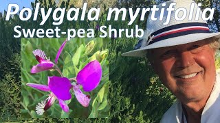 Polygala myrtifolia  Sweet Pea Shrub anatomy growing and maintenance [upl. by Jarlen]