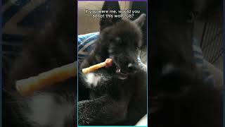 Met a black baby I didnt think it was a wolf and took it home rescue animalrescue animals wolf [upl. by Nibroc8]