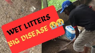 HOW I AVOID DISEASES ON MY CHICKEN FARM chicken [upl. by Eriha]