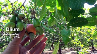 Cashew Anacardium occidentale [upl. by Zaraf]