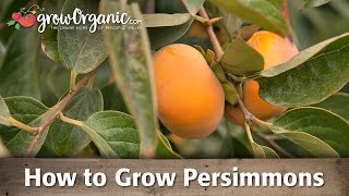 How To Grow Organic Persimmons [upl. by Langham]