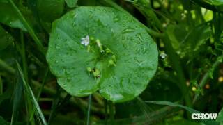 What Is Miners Lettuce  CHOW Tip [upl. by Cayser]