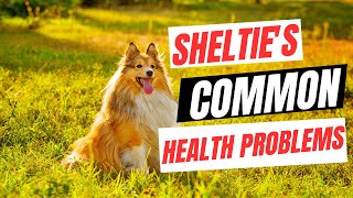 Shelties Common Health Problems [upl. by Lebatsirc]