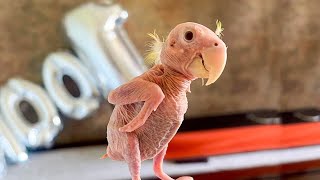 Featherless to Singer Birds Amazing Story [upl. by Echikson415]