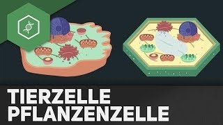 Tierzelle vs Pflanzenzelle  REMAKE [upl. by Lecroy]