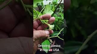 Growing Loroco in the 🇺🇸 USA indoors November 2024 [upl. by Amsirp]