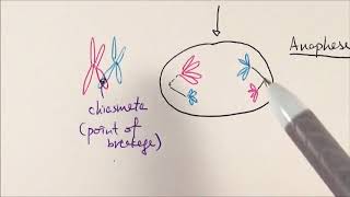 AS Biology  Meiosis OCR A Chapter 63 [upl. by Aihsaei]