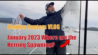 2023 Herring Spawn Vlog  Where are the Herring now [upl. by Aikemit]