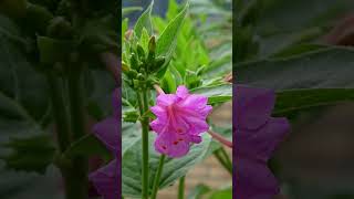 Timelapse  Mirabilis jalapa shorts [upl. by Arahsat]