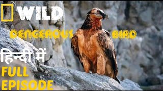 Dangerous Bird  discovery channel  animal planet hindi documentary  national documentary hindi [upl. by Roslyn]