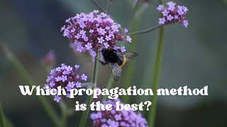 The Secret to Propagating Verbena and More [upl. by Pass58]