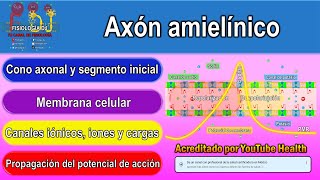 Axón amielínico  Axón neurona  Axones amielínicos  Conducción saltatoria del potencial de acción [upl. by Syhr]