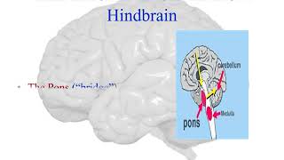 Diencephalon Mesencephalon and Rhombencephalon parts of the brain [upl. by Emorej]