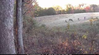 Plotwather trail cam says its time to thin the does [upl. by Shreve69]