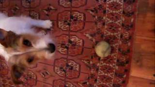 Clever dog pushing ball with nose [upl. by Plank]