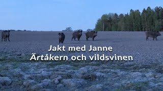 Jakt med Janne  Ärtåkern och vildsvinen [upl. by Gerson]