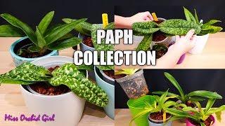 Paphiopedilum Orchid Collection  Updates amp how I grow them [upl. by Justine]