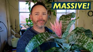 Bromeliad Aechmea Fasciata Care guide and Speceies Review [upl. by Groh]