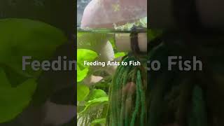 Killifish eating ants 🐜 killifish ants fish fishtank aquarium aquascape fishfeeding [upl. by Humbert787]