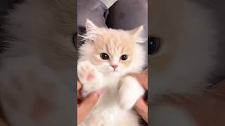 Get Ready to Swoon The Most Adorable Cats Compilation Ever cats cute cuteness [upl. by Dougie]