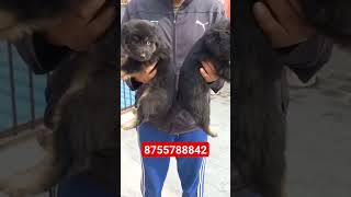 bhotia puppy for sale bhotiadog gaddidog bhotekukur bakarwaldog viral shortvideo bhotia [upl. by Witt]