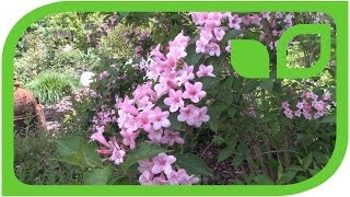 Weigela floridus Bristol Ruby [upl. by Etselec430]