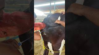 Artificial Insemination ll AI ll reproductive management [upl. by Lianne464]