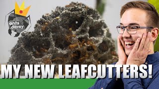 I FINNALY GOT MY LEAFCUTTERS FROM ANTS DAVEY  Acromyrmex Octospinosus Colony Update 1 [upl. by Benedicto703]