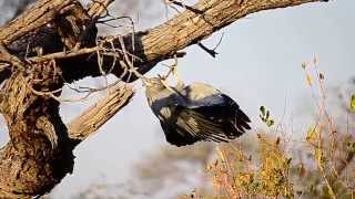 An African HarrierHawk hunting upside down Gymnogene [upl. by Yelyr]