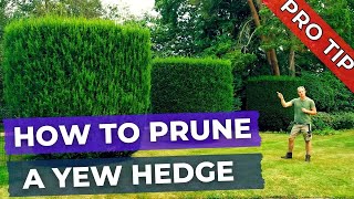 How to Prune a Yew Hedge Tree Shrub and Topiary [upl. by Bergmans]