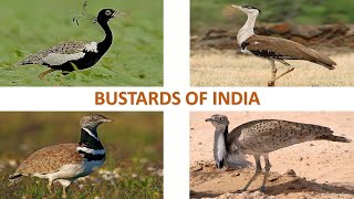 Bustards of India 🇮🇳  Birds  Indian Birds [upl. by Naujtna]